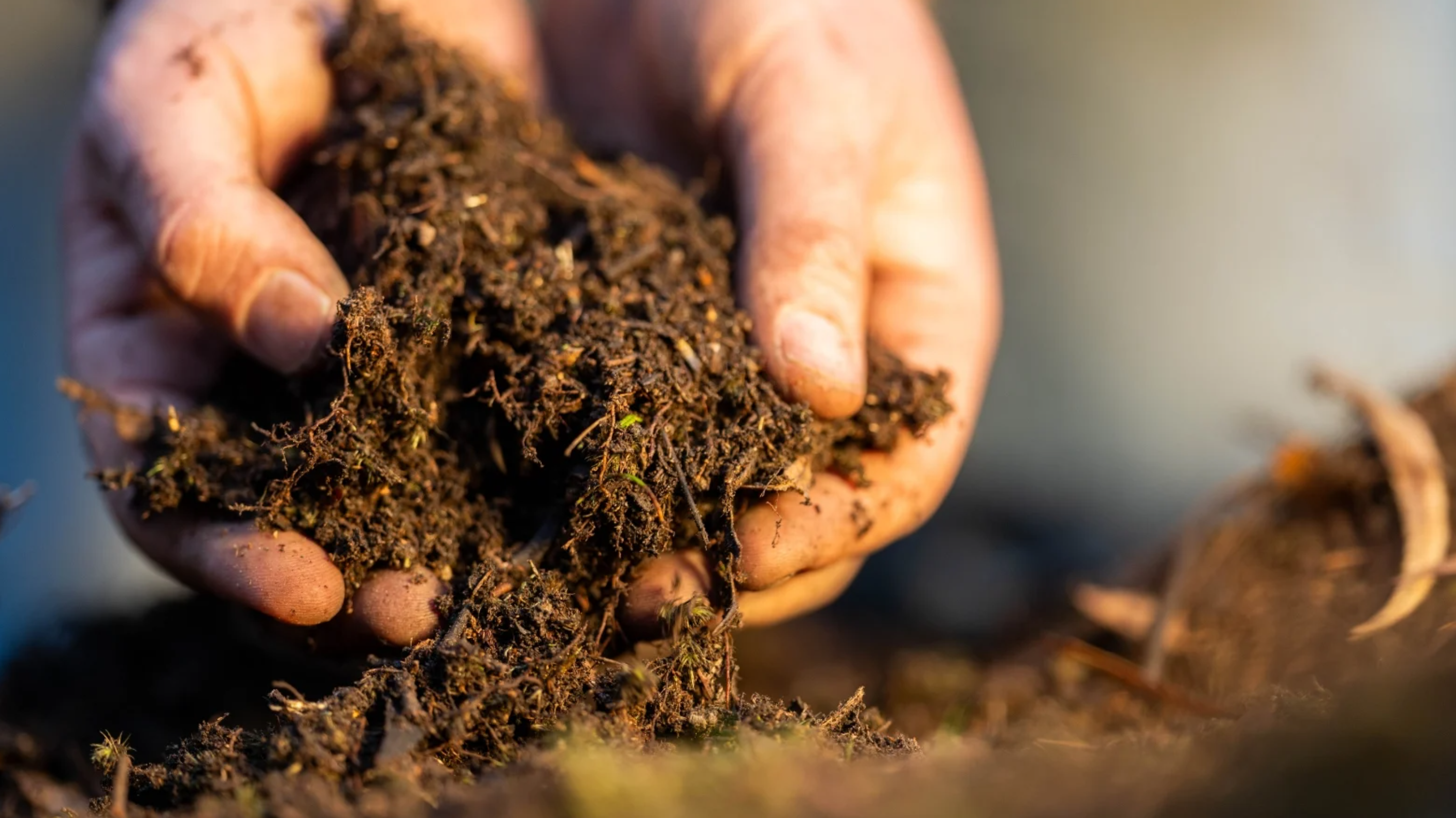 Compost Like a Pro: Turning Waste into Black Gold