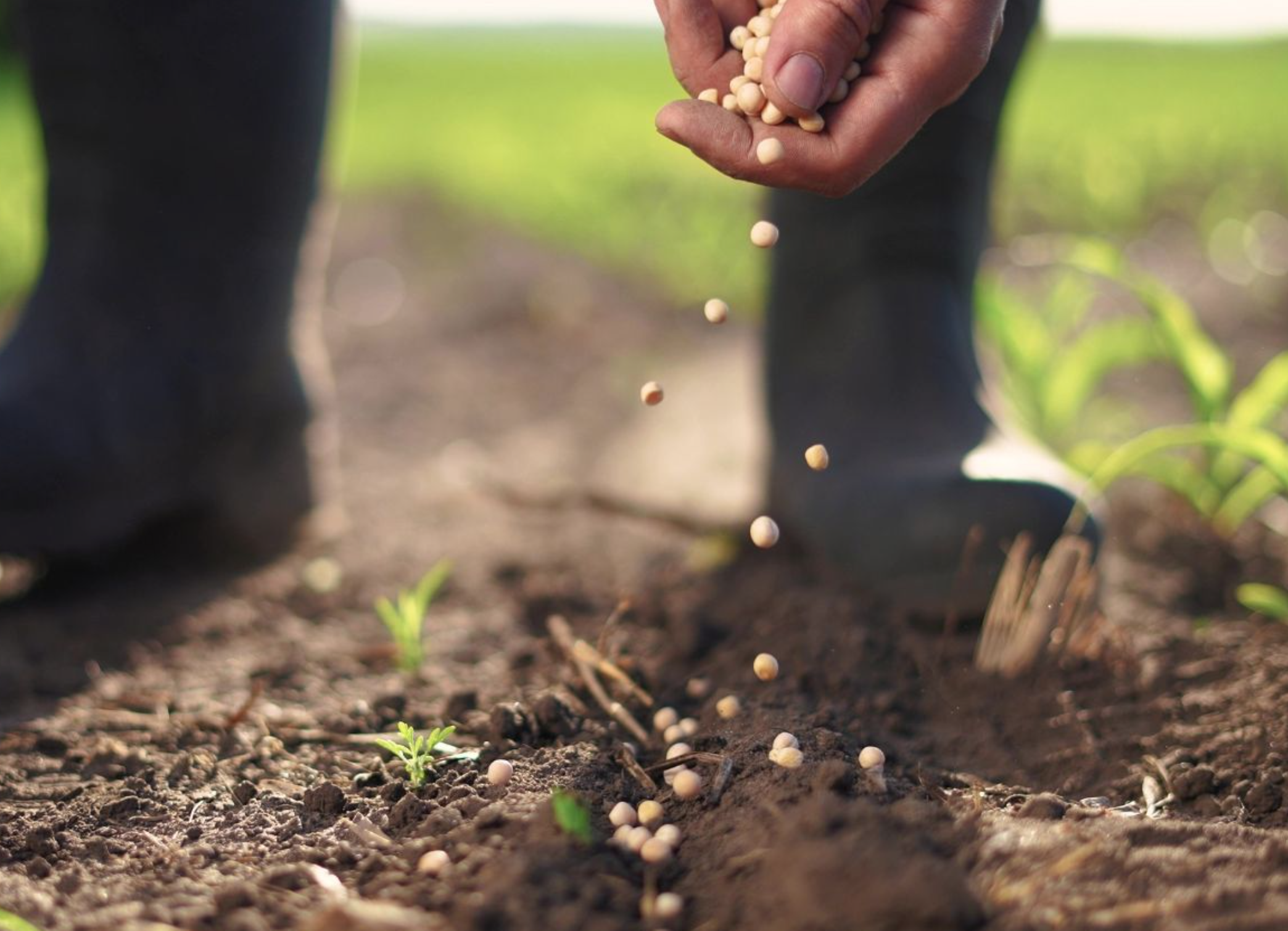 When to Plant in Spring: Timing is Everything