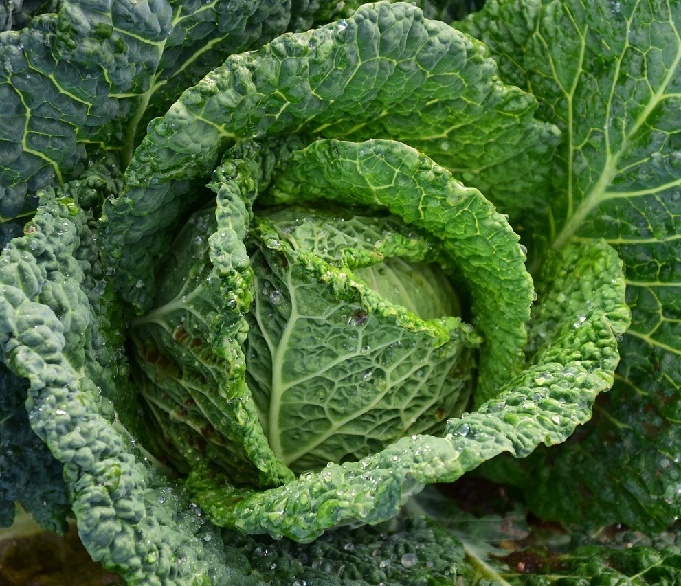 Cabbage