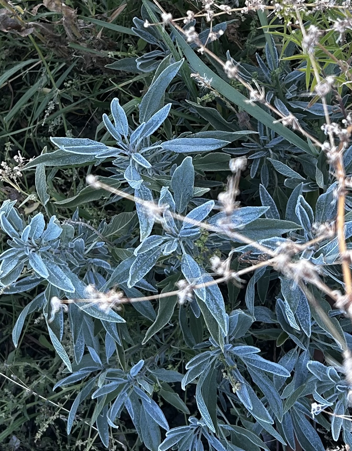 Sage