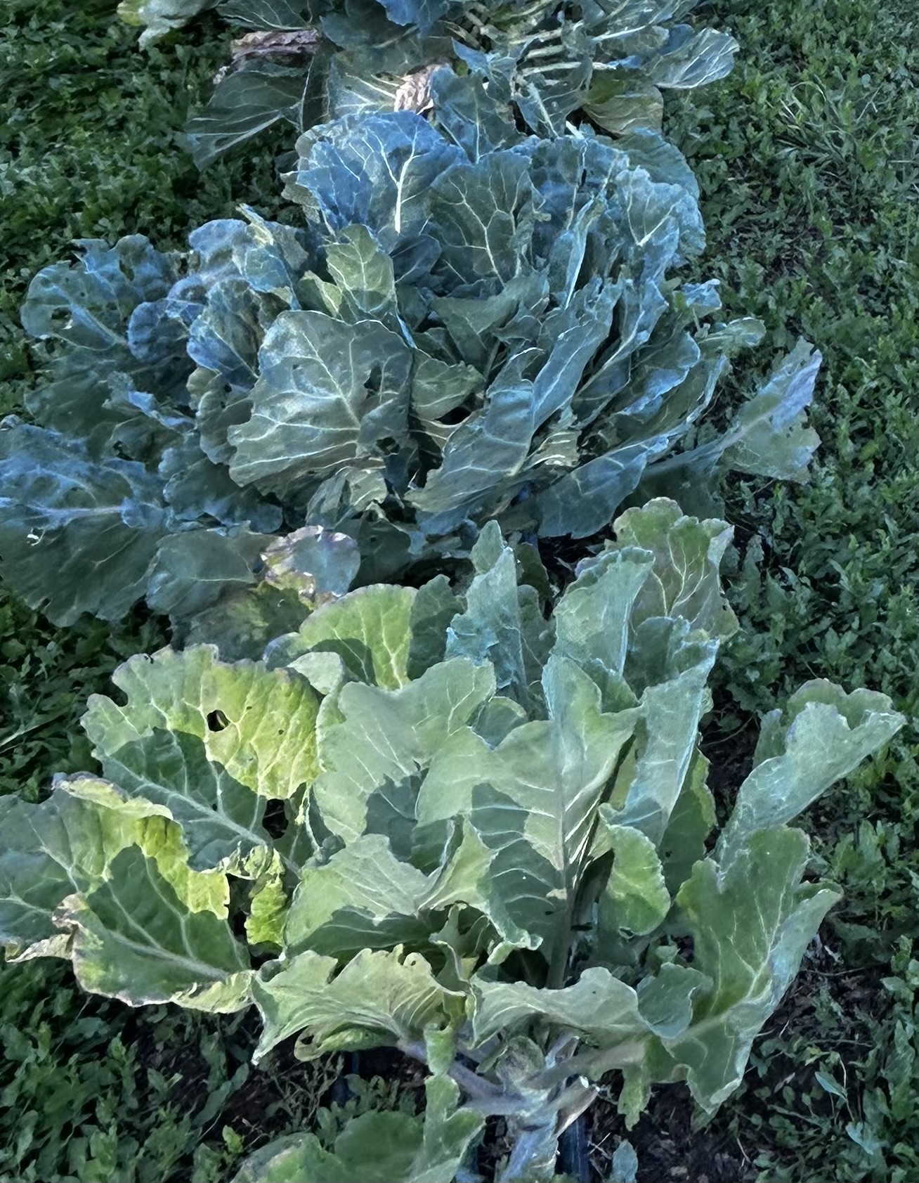 Collards
