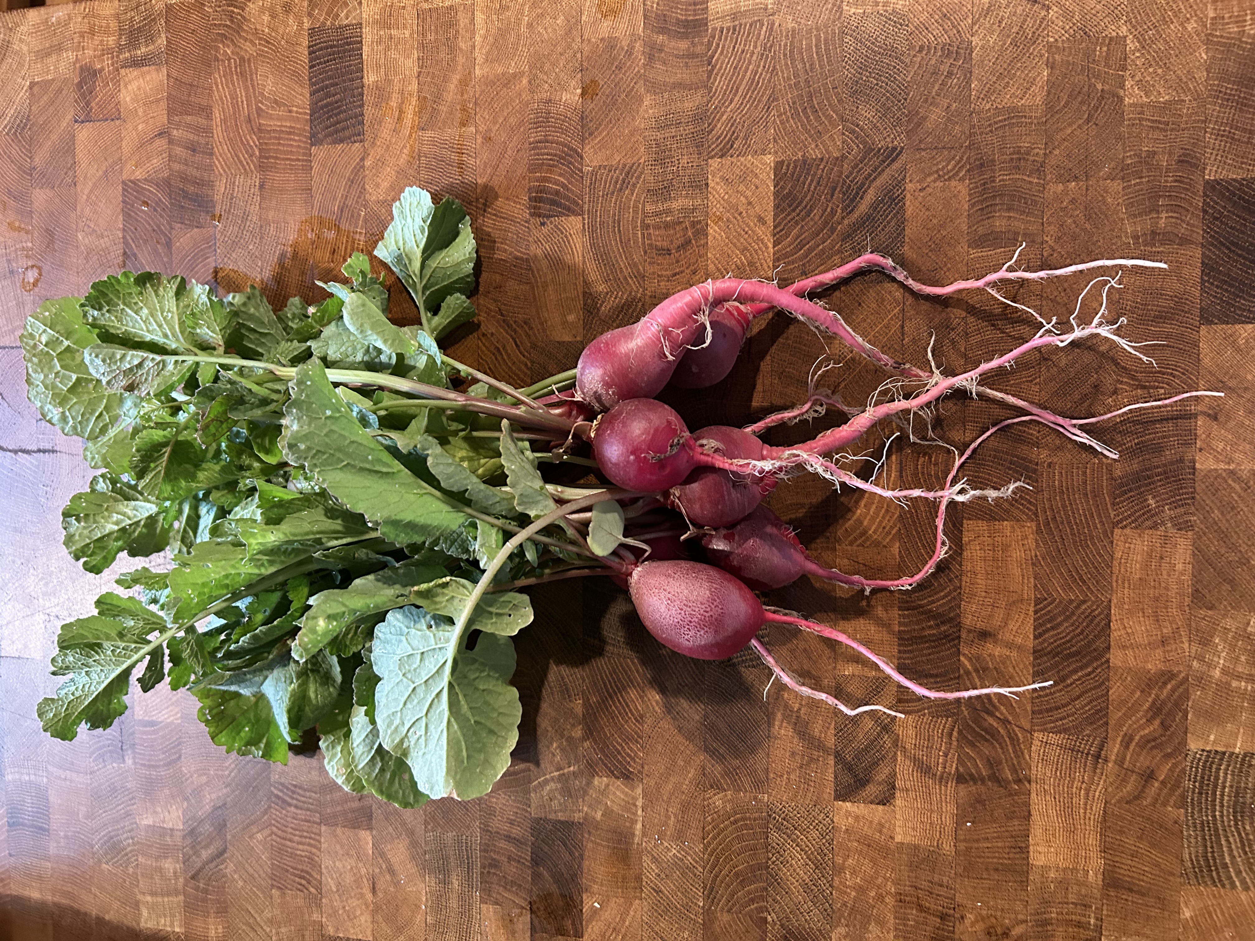 Radishes