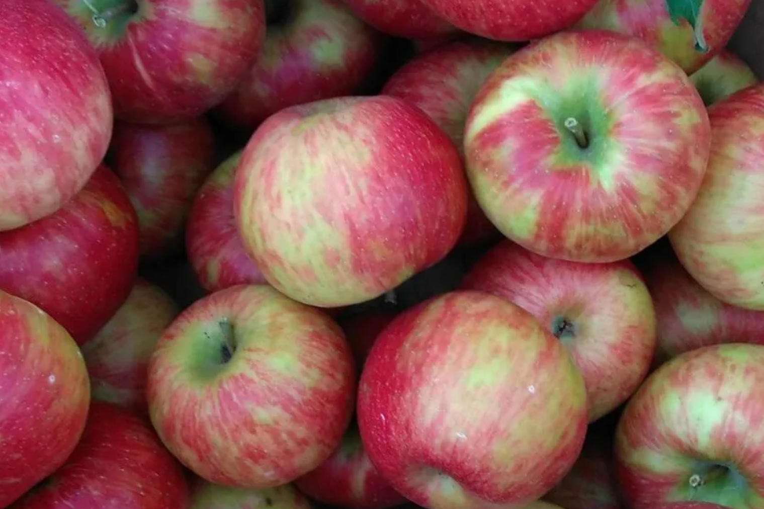 Honeycrisp Apples