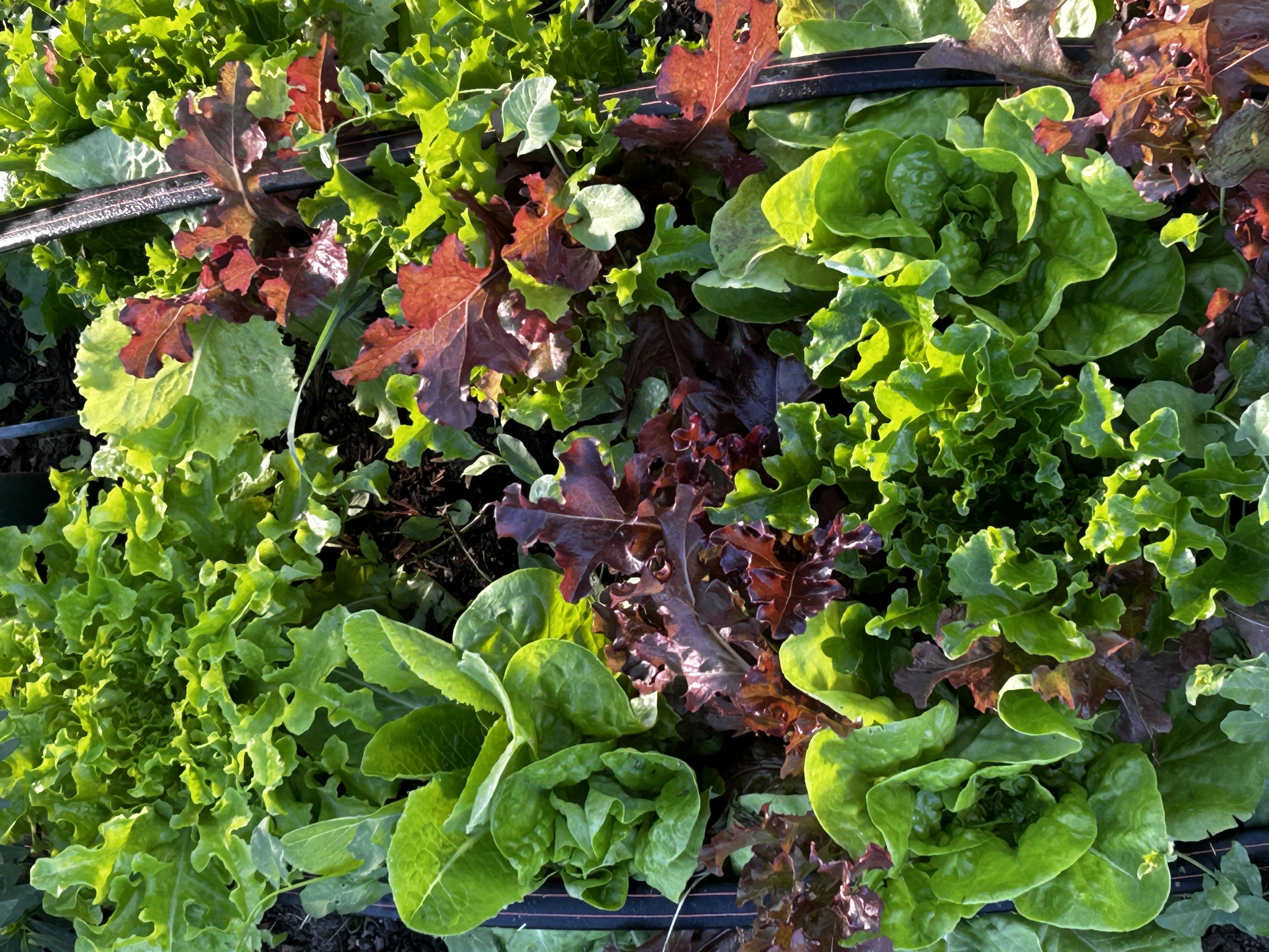 Lettuce 8oz
