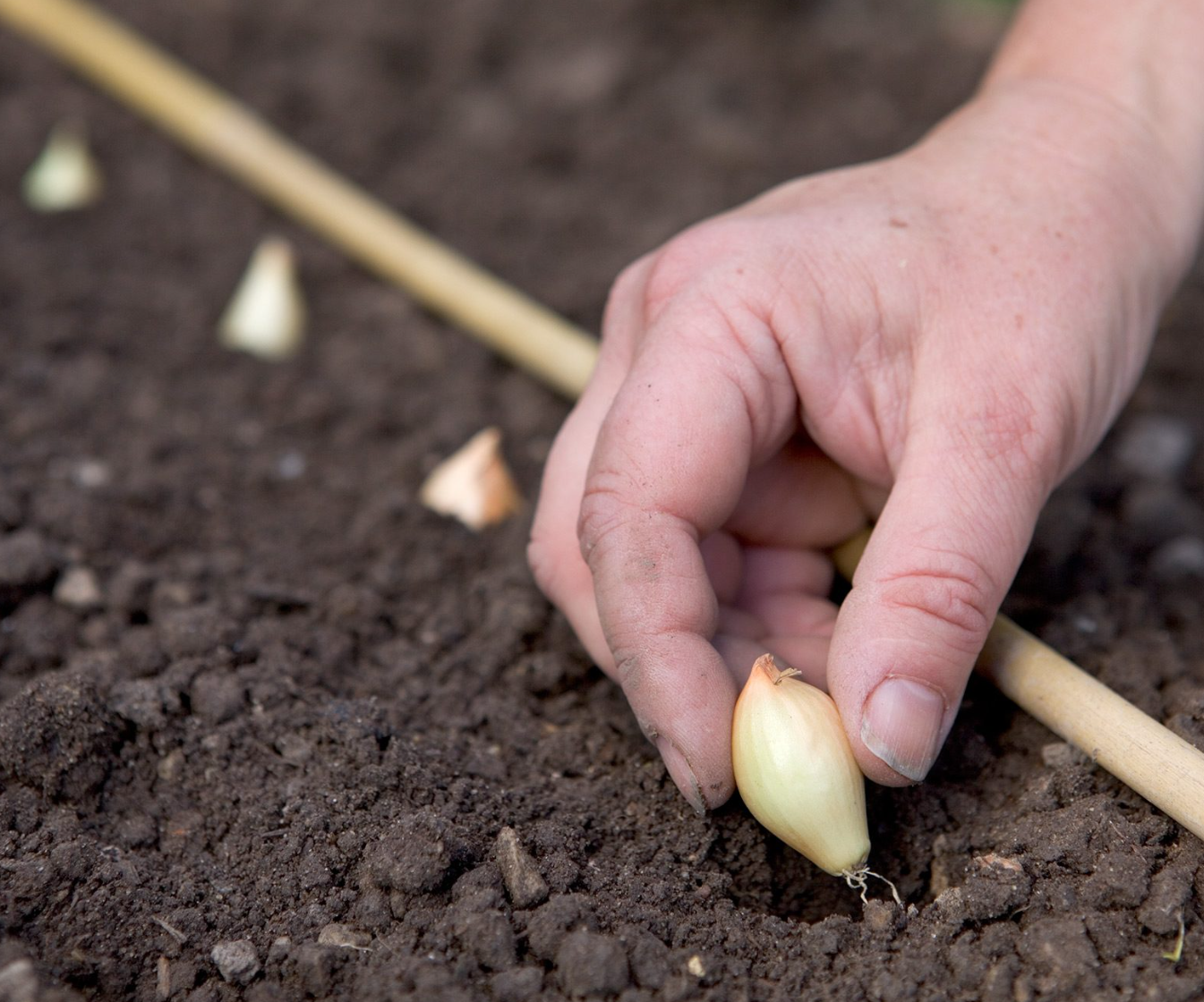 Plant Onions